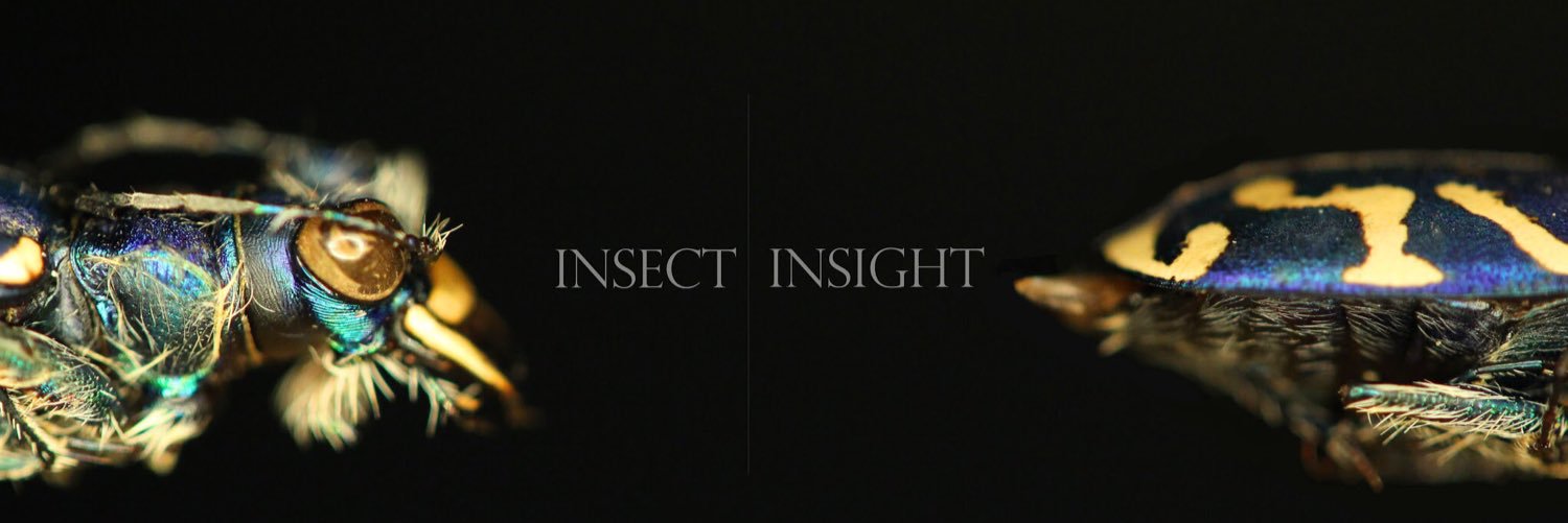 InsectInsight's profile banner image