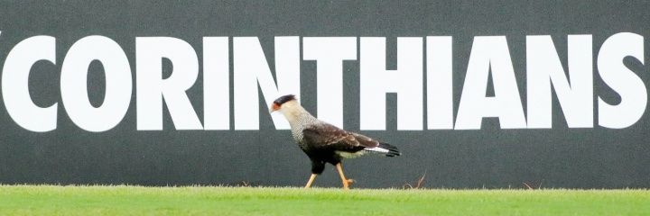 fabrisccp's profile banner image