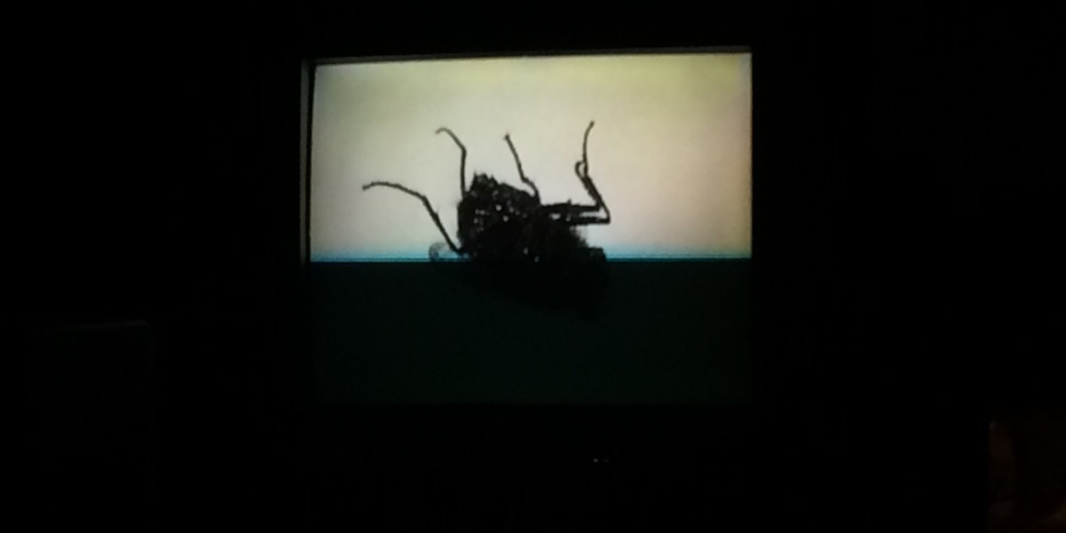 E S T Ǝ L L E banner