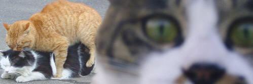 AninTofu（闭关中） banner