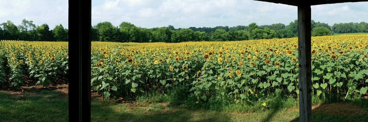 Martha Edwards MD banner