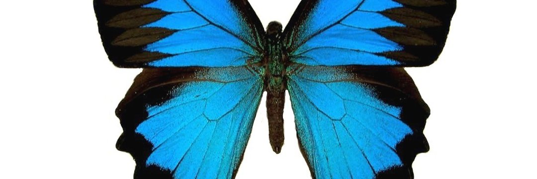 Lady_Atmeh's profile banner image