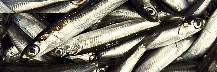 nosce te ipsum banner