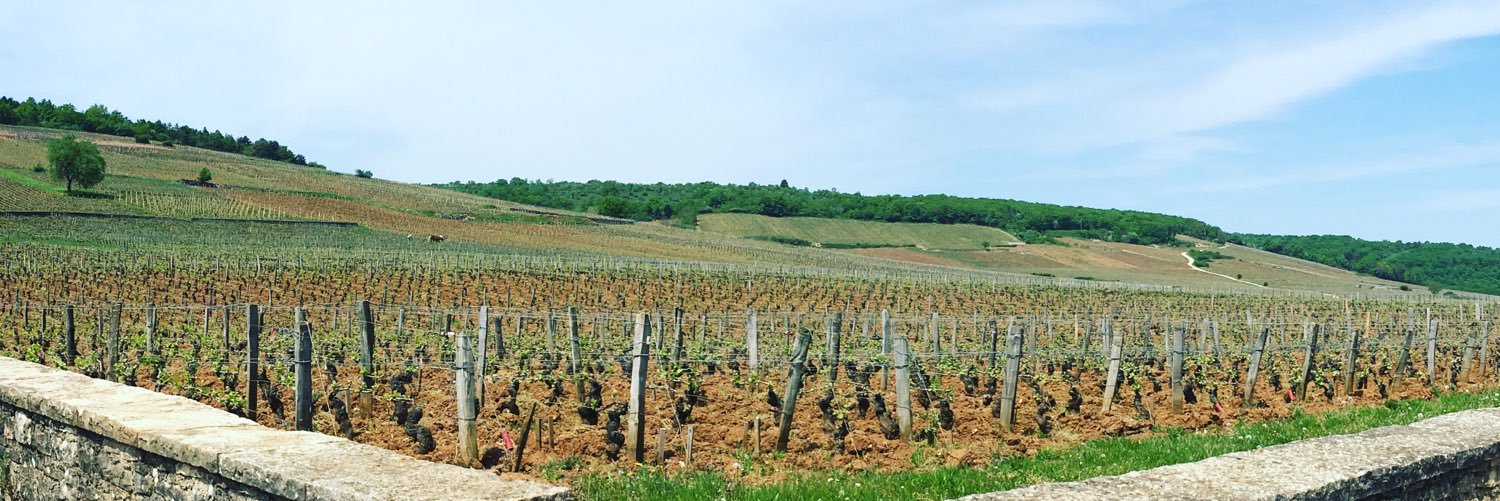 MustWineBlog's profile banner image