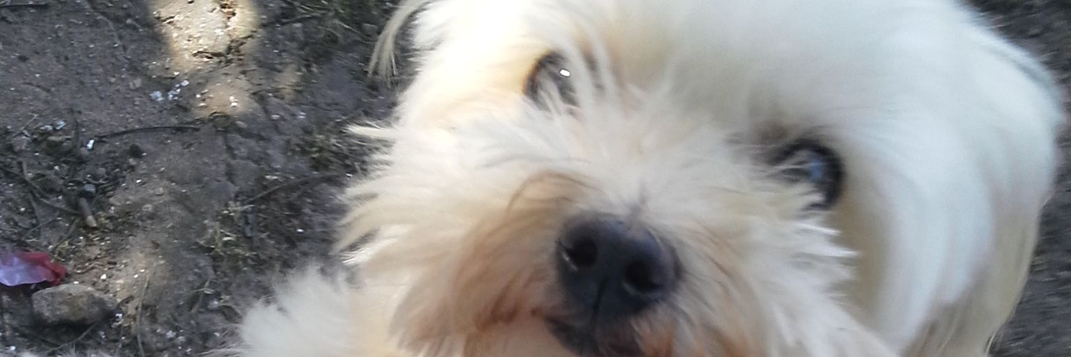 poncbelen's profile banner image