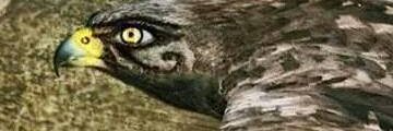 Totta75's profile banner image