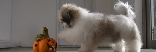 otokaka's profile banner image