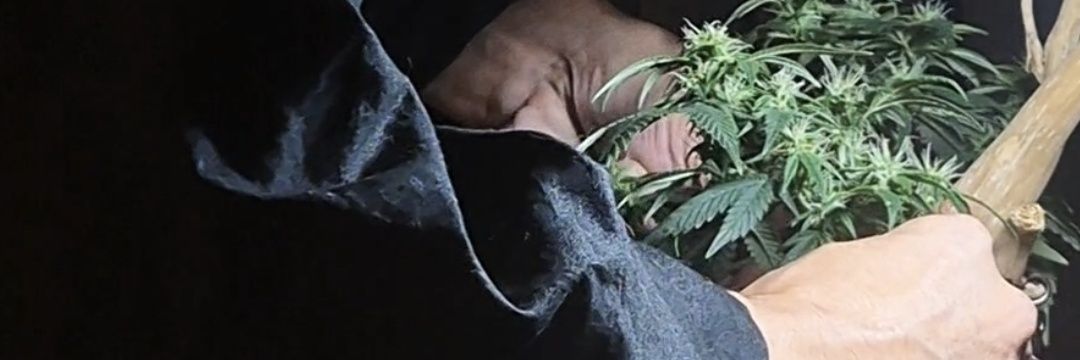 Kei | 借金2000万抱える大麻盆栽家 banner