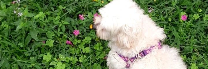 Crodasss's profile banner image