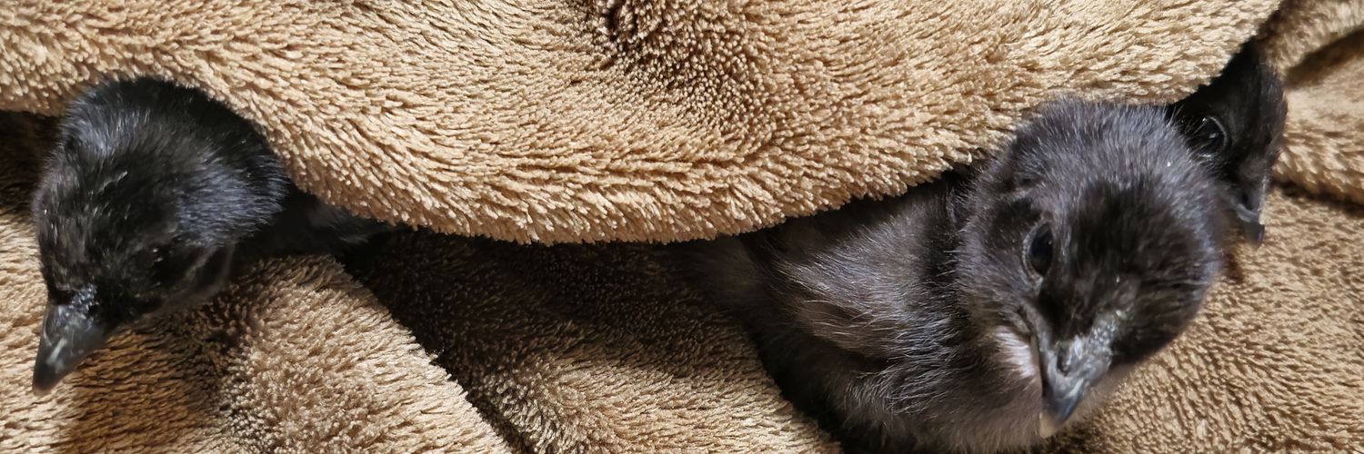 ChickLv4's profile banner image