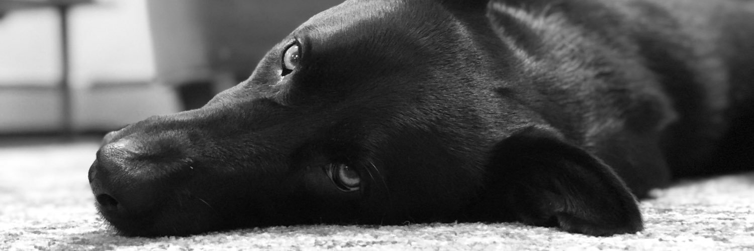 greenjellybean3's profile banner image