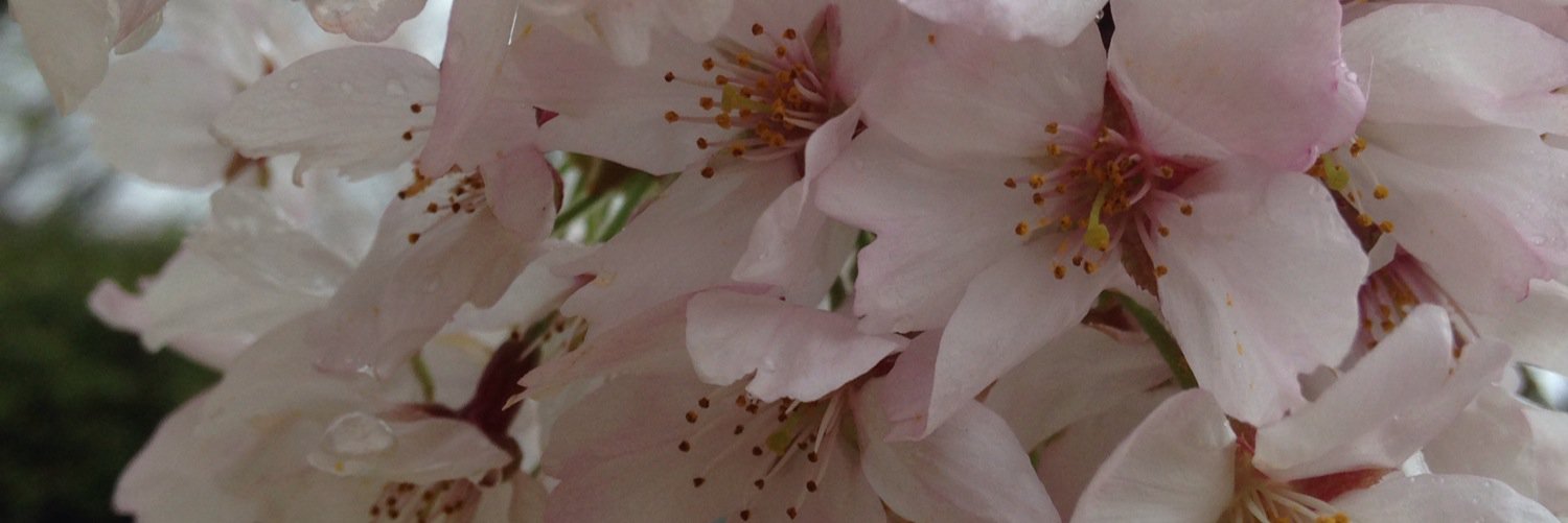 thiseko's profile banner image