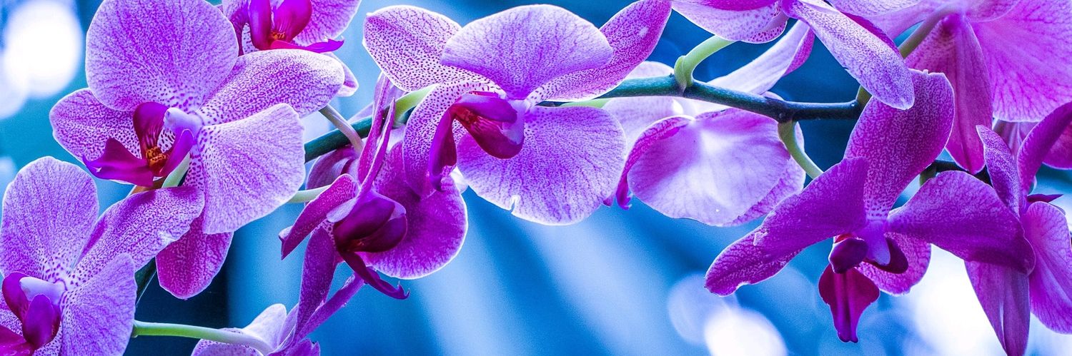 Ali____Rajpoot's profile banner image