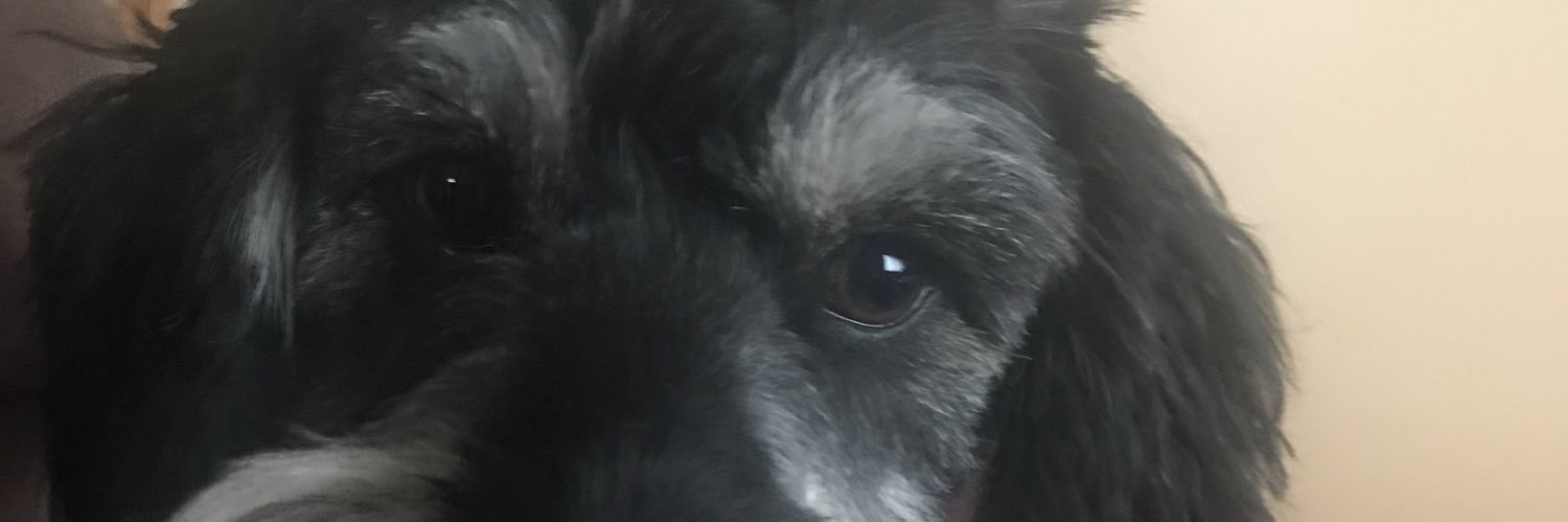 PaulaHepler's profile banner image