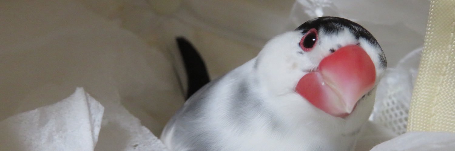 文太 banner