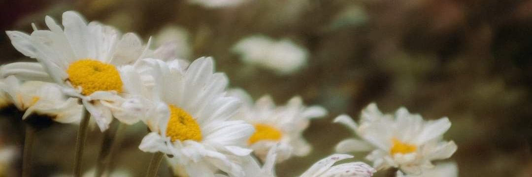 danicabnz's profile banner image
