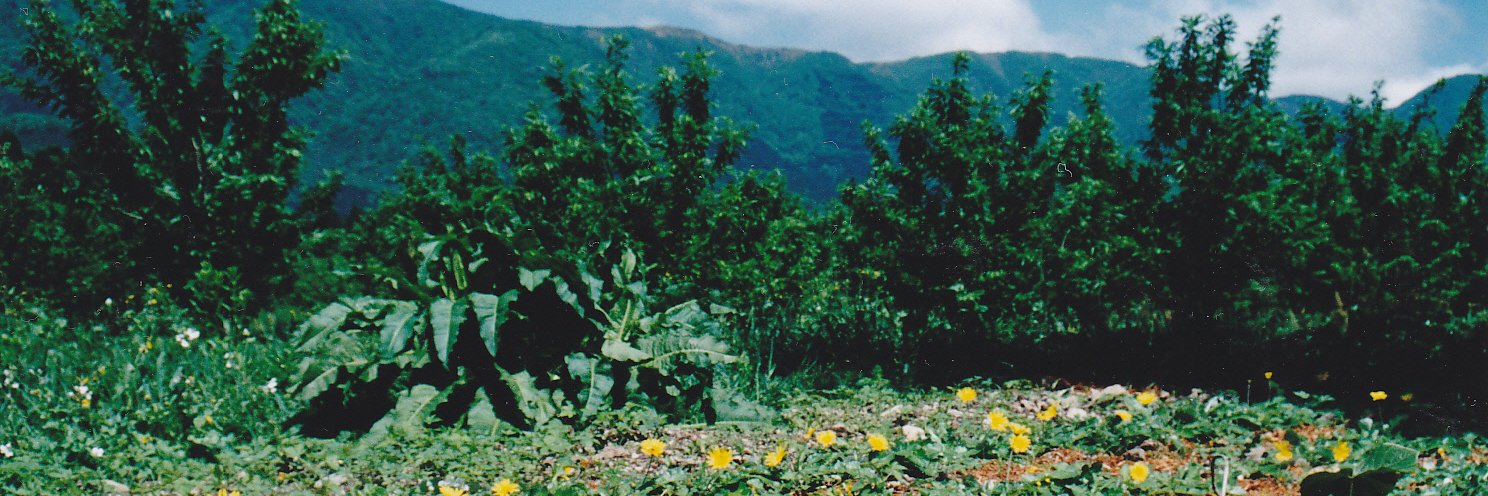 tsutakiui's profile banner image
