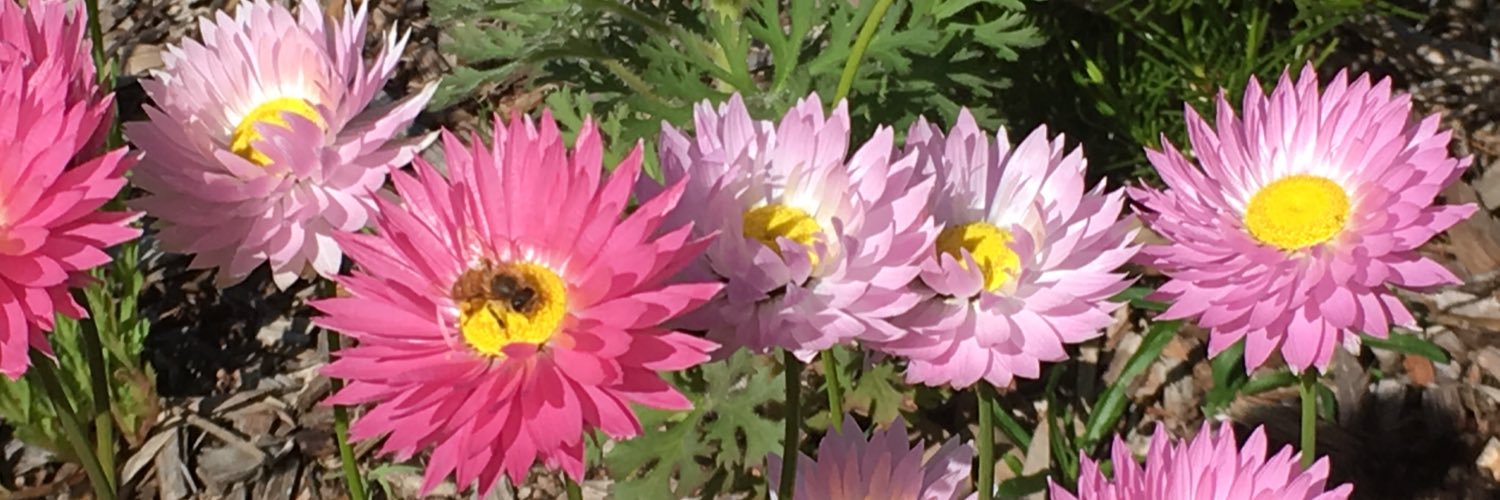 RSlodkowski's profile banner image