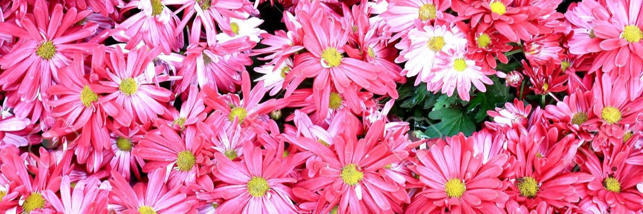 nd_dalila's profile banner image