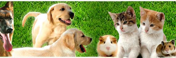 MascotaPeru's profile banner image