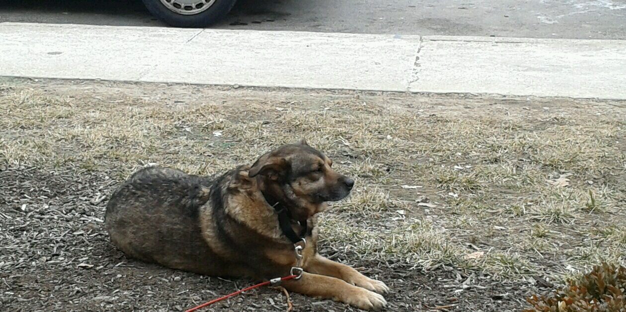 GunnerDogCle's profile banner image