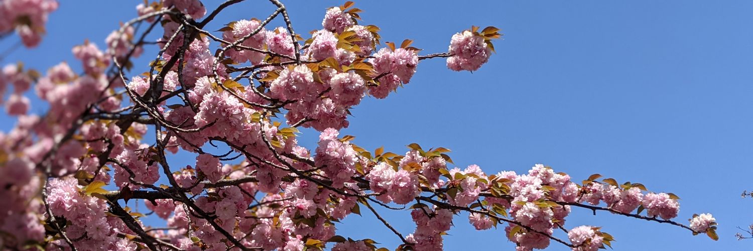 masarikocone's profile banner image