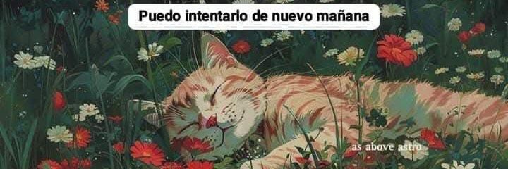 gato_shellian's profile banner image