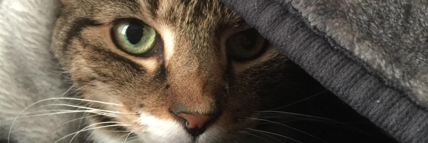 Jaye F. Powers banner