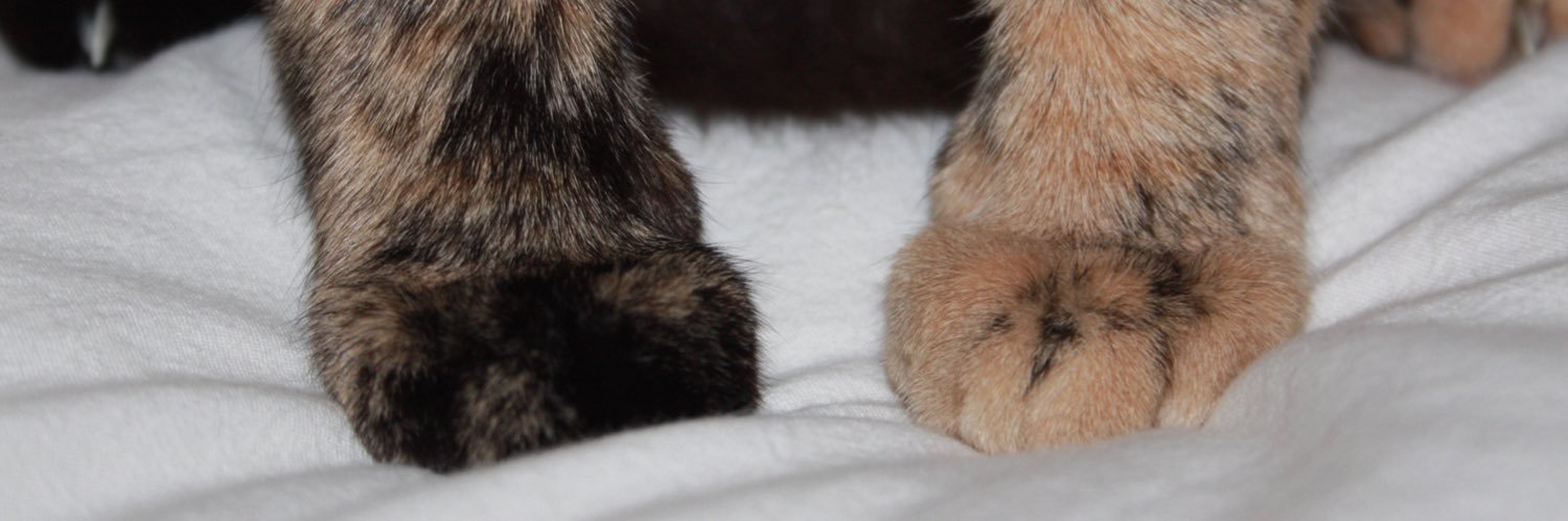 abagailmartinn's profile banner image