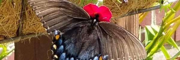 LizMastersSC Profile Banner