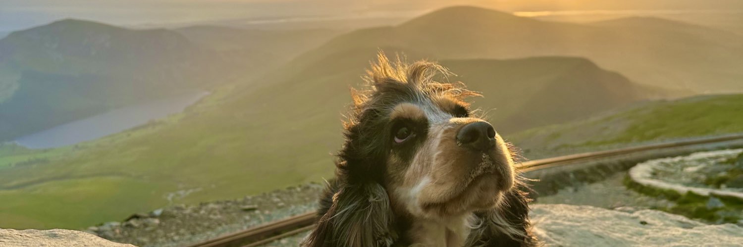 SeckerRose's profile banner image