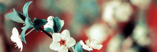 andre_puentes's profile banner image