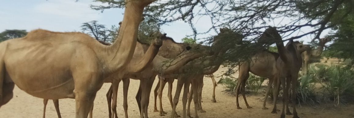 Pyegonkosgei's profile banner image