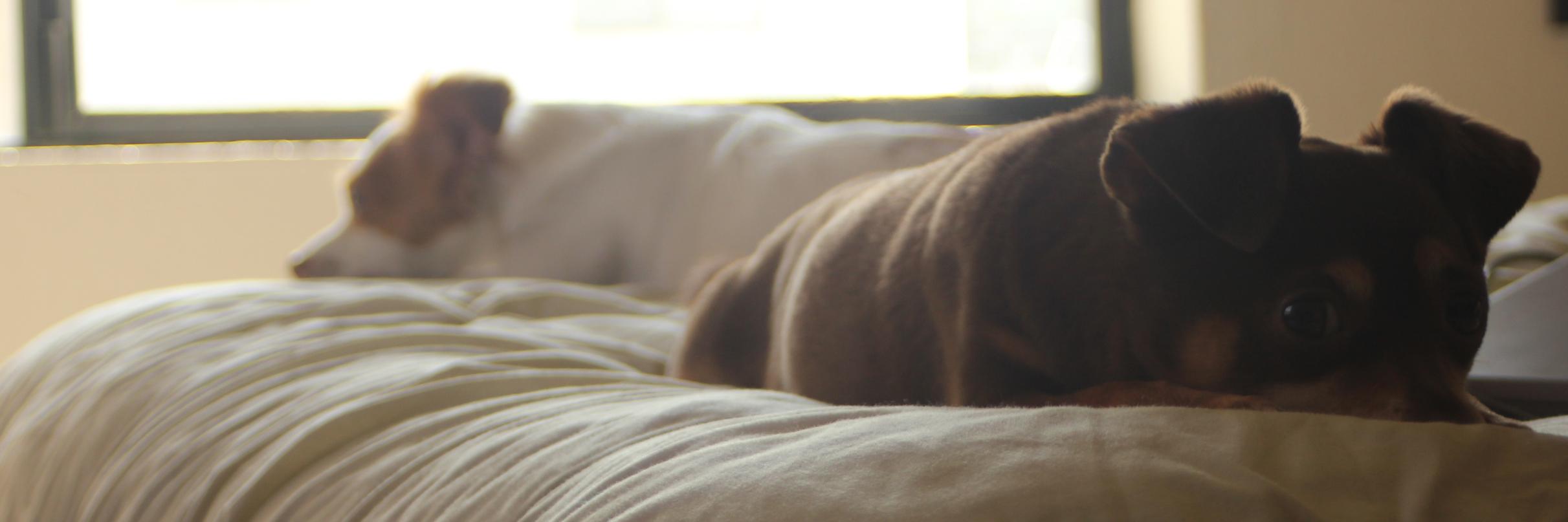 jadrunsontea's profile banner image