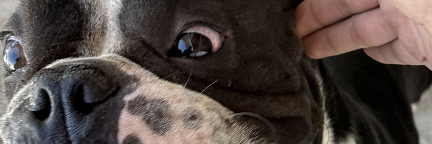 palocrack's profile banner image