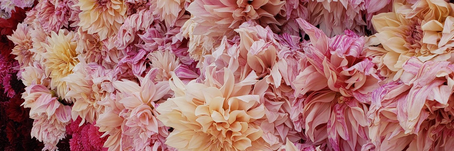 Mrs. Sarah Thomas banner