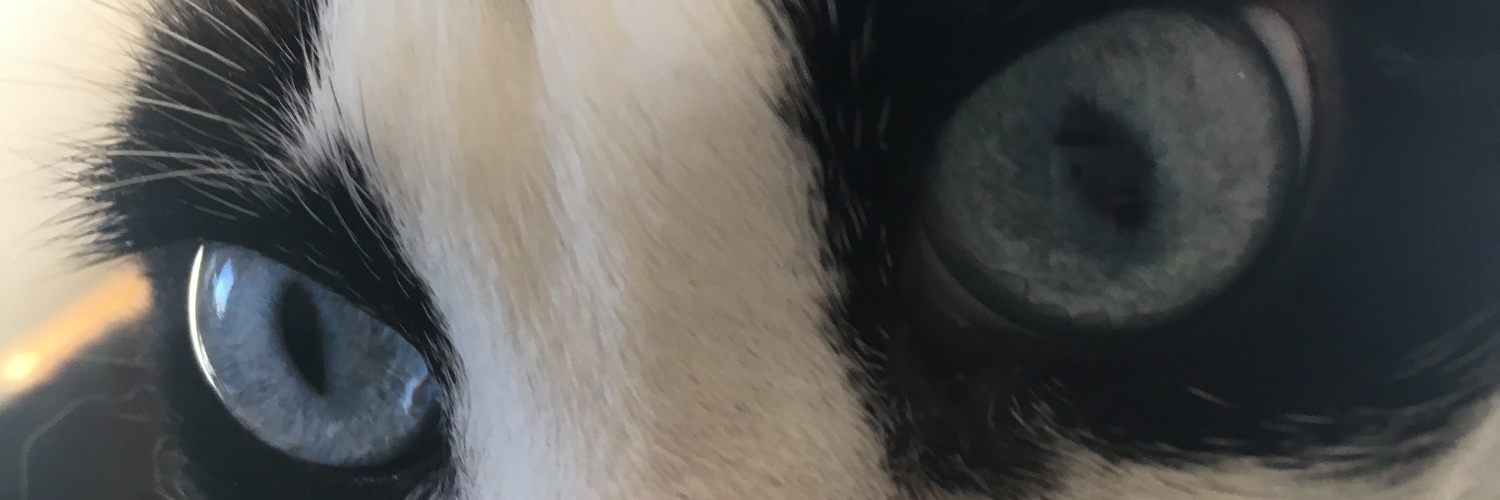 saltandashes's profile banner image