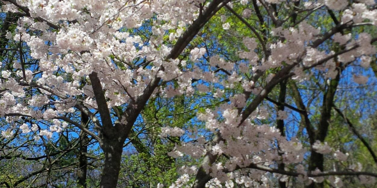 Mrs. Barberini banner