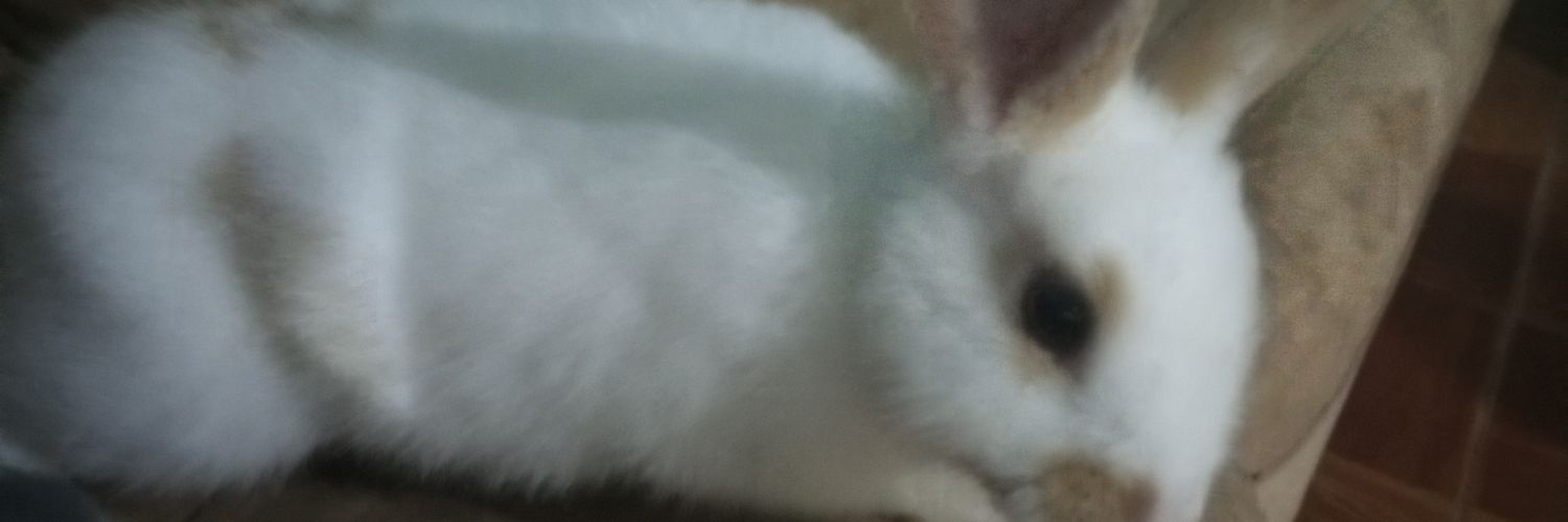 amiflamingo's profile banner image