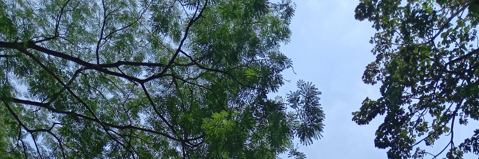 AnaOjeras's profile banner image