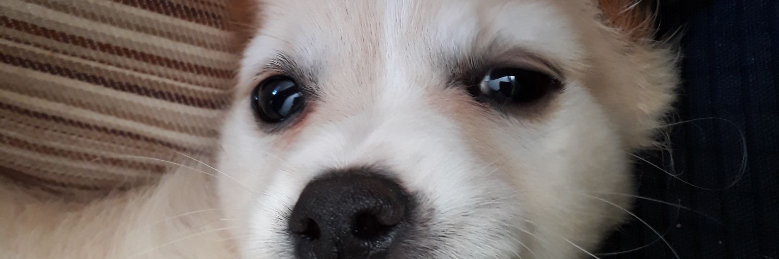 Anna_DeLims's profile banner image