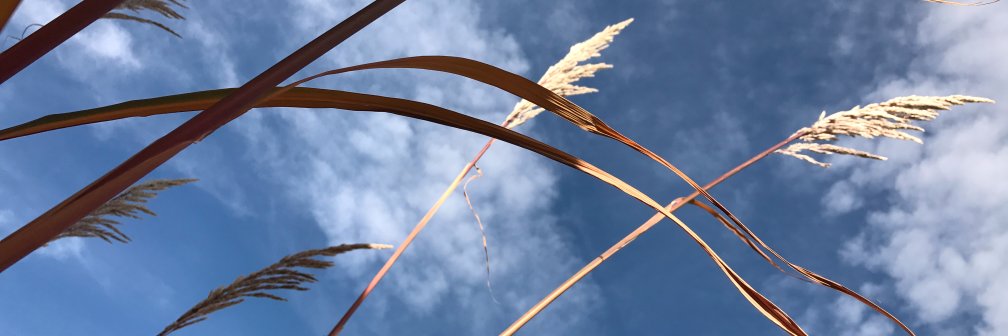 TammyNyden's profile banner image