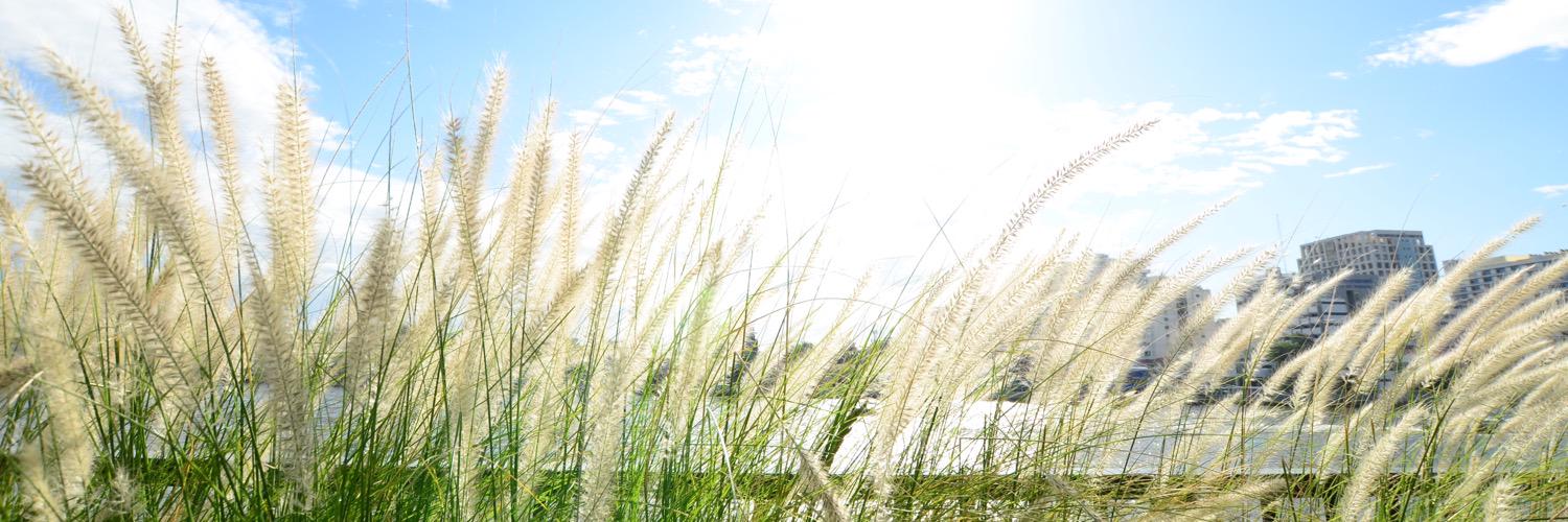 donuttnp's profile banner image