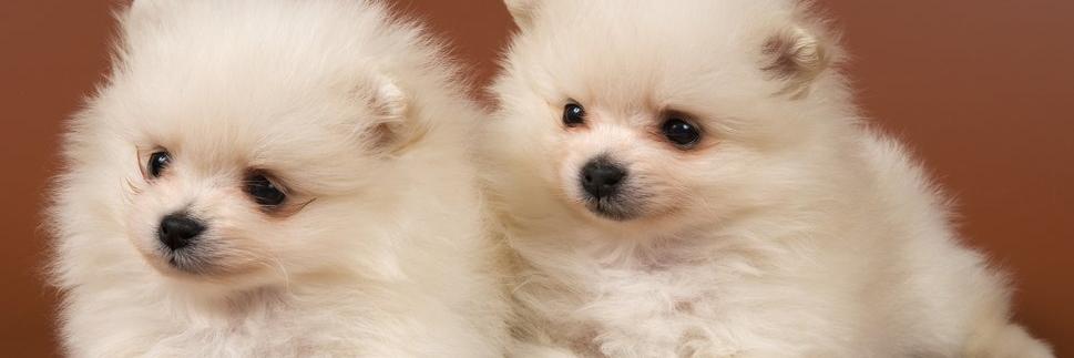 AdorablesEs™ banner