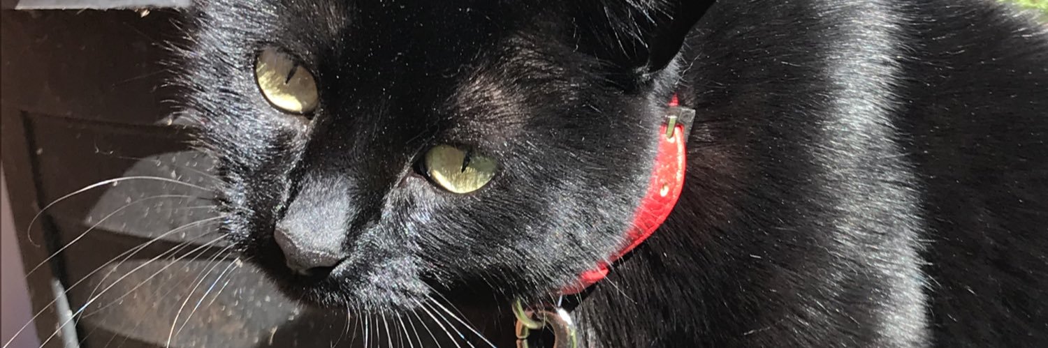 RacheyCurry's profile banner image