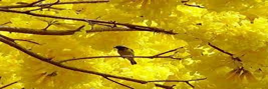 ligiaambiente's profile banner image