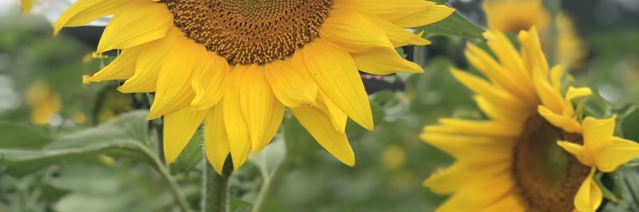 Sarahbeth_R's profile banner image