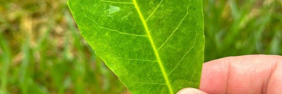 WeeClachan's profile banner image