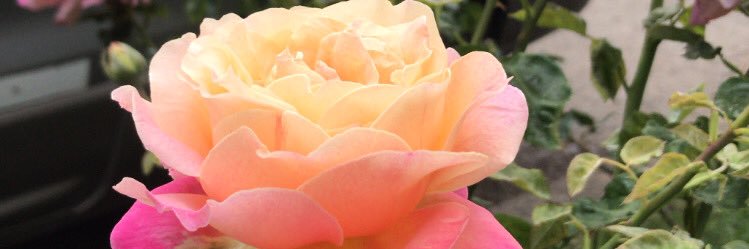 CataaCeliz's profile banner image