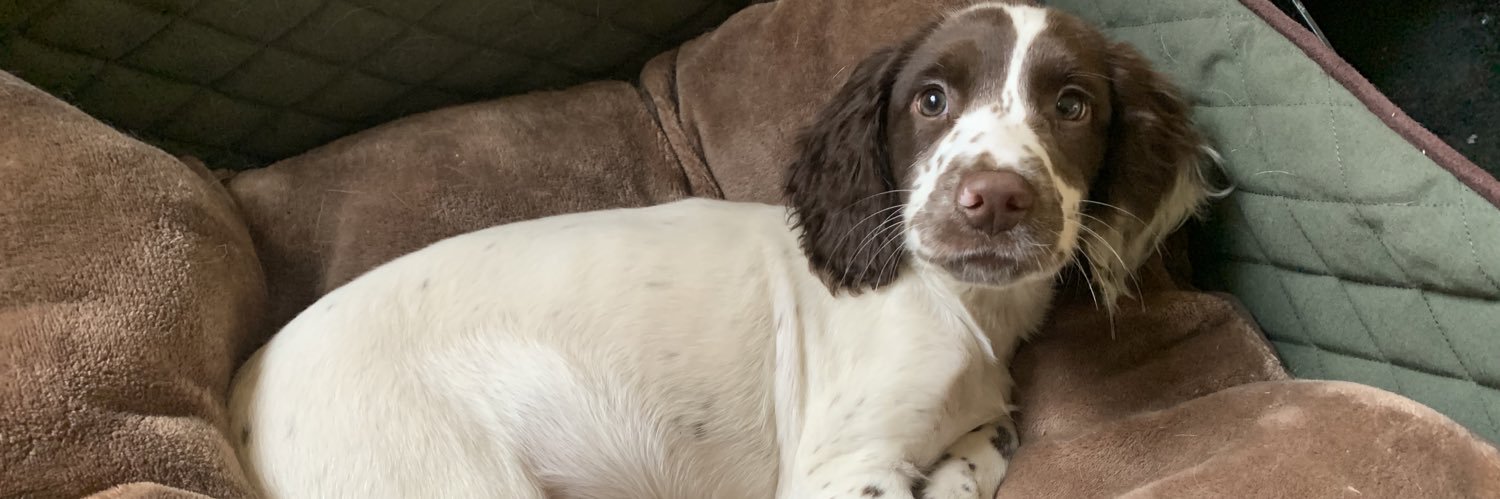 Lexy the fencing dog banner